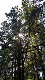 Low angle view of trees against sky