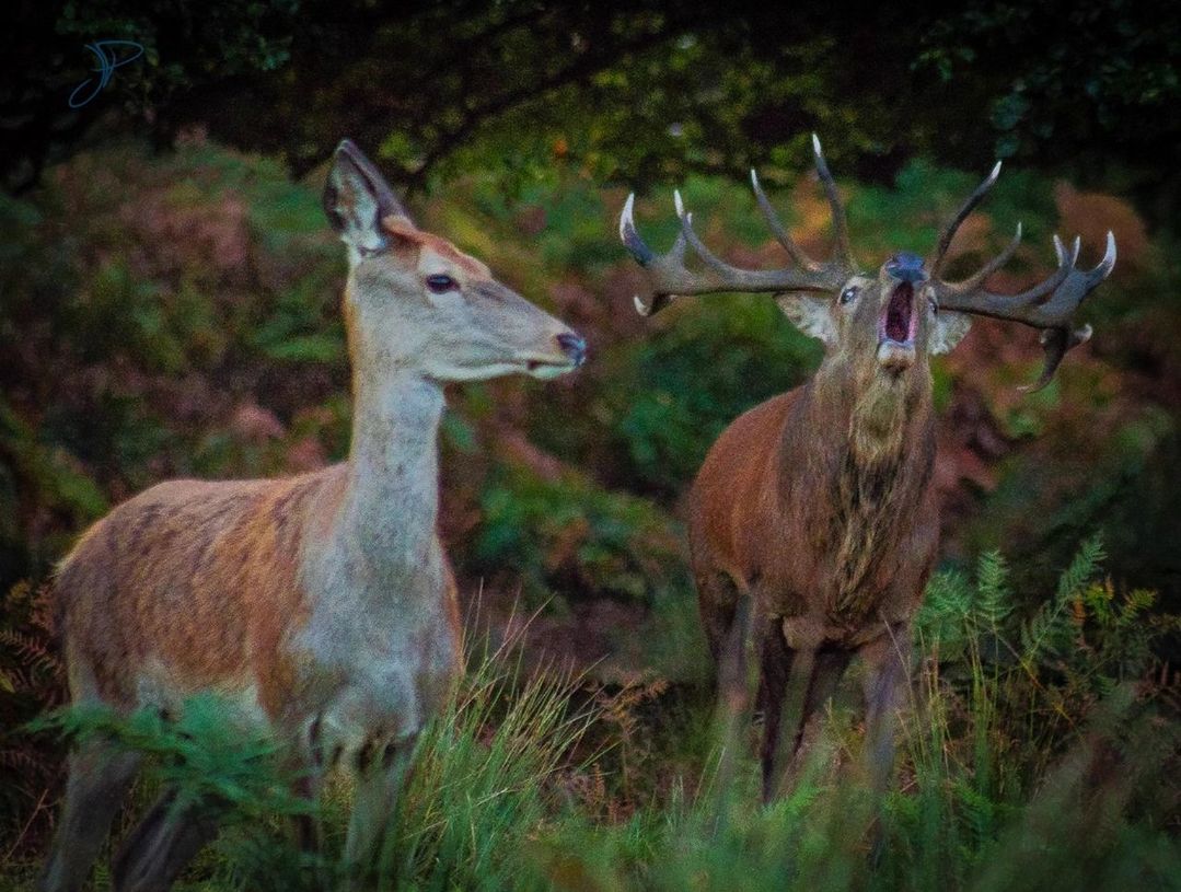 animal themes, animals in the wild, animal wildlife, nature, field, no people, tree, outdoors, mammal, day, forest, togetherness, grass, beauty in nature