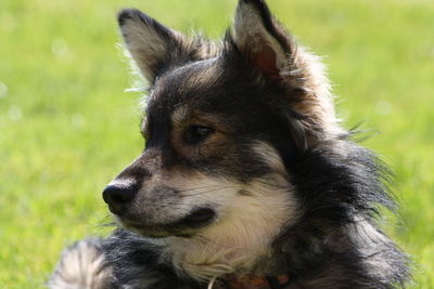 Close-up of dog looking away