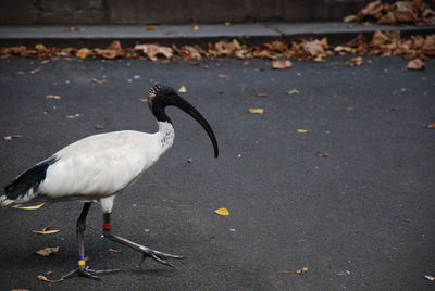 White duck on ground