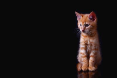 Portrait of ginger cat sitting against black background