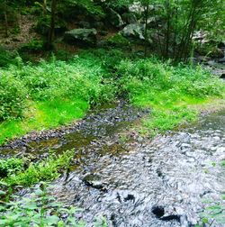 Stream in forest