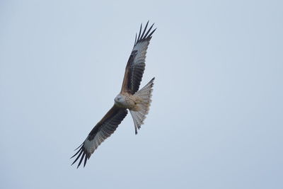 Low angle view of eagle flying in sky