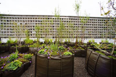 Potted plants against wall