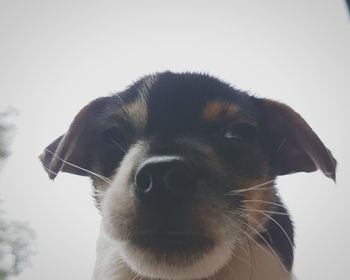 Close-up portrait of dog against sky