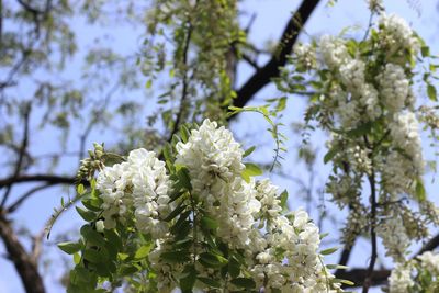 Low angle view of white flowering plant