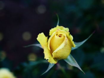 Close-up of yellow rose