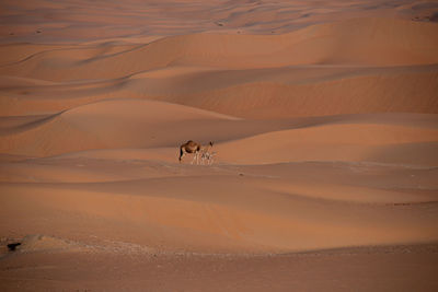 View of a desert