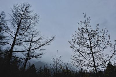 Low angle view of silhouette bare trees against sky