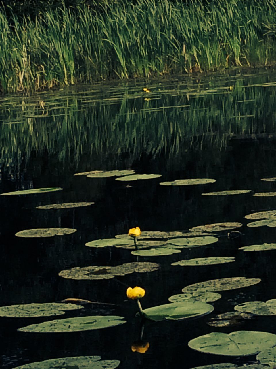 water, pond, water lily, reflection, lake, floating on water, flower, leaf, lotus water lily, nature, plant, beauty in nature, growth, tranquility, fragility, freshness, petal, green color, outdoors, day
