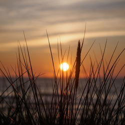 Close-up of silhouette grass against sunset sky