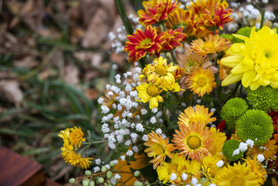 Close-up of yellow flowering plants