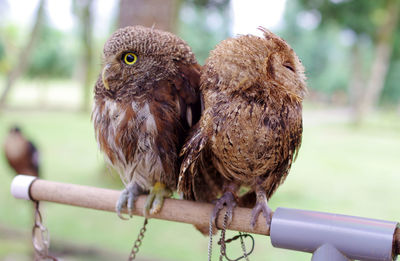 Two brown owls sitting with spines to each other, looking into opposite directions. bali, indonesia
