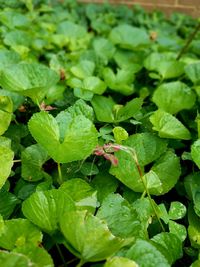 Close-up of insect on plant