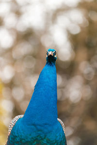 Close-up of a peacock