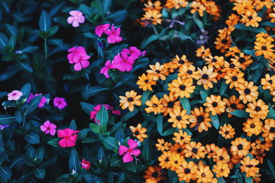 Close-up of pink flowering plants