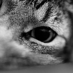 Extreme close up of human eye