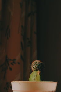 Close-up of potted cactus on table at home