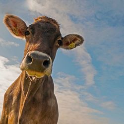 Low angle portrait of cow against sky