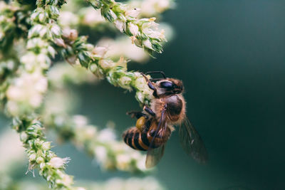 Close-up of bee pollinating on flower