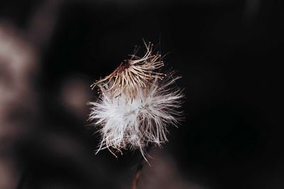 Close-up of dandelion against black background