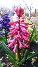 Close-up of pink flowers