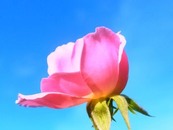 Close-up of pink rose against blue sky