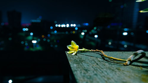 Close-up of yellow flower in city