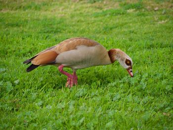 Side view of a duck on field