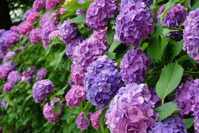 Close-up of purple hydrangea flowers