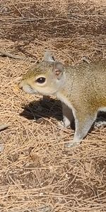 High angle view of squirrel