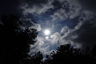 Low angle view of sun shining through trees