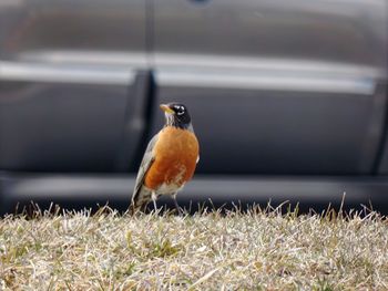 Close-up of bird perching on a land