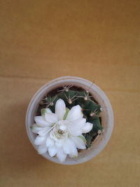 High angle view of white flowering plant on table