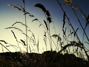 Close-up of stalks in field against sunset sky