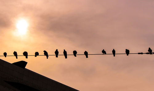 Low angle view of birds perching on power lines