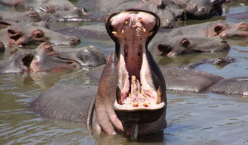 Hippopotamuses in river during sunny day