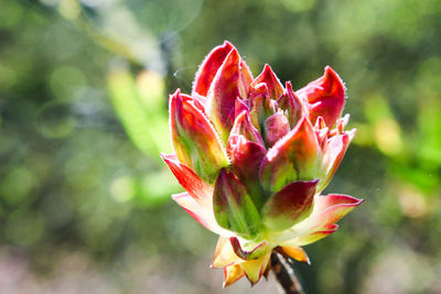 Close-up of red flower