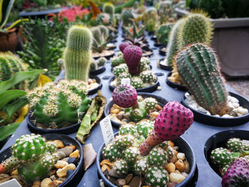 High angle view of potted plants