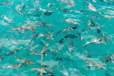 High angle view of fish in water