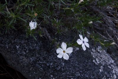 High angle view of white flowers blooming outdoors