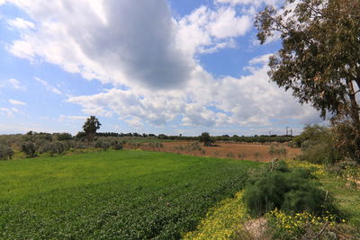 Scenic view of agricultural field against sky