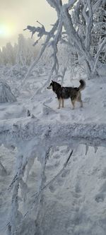 View of dog on snow covered land