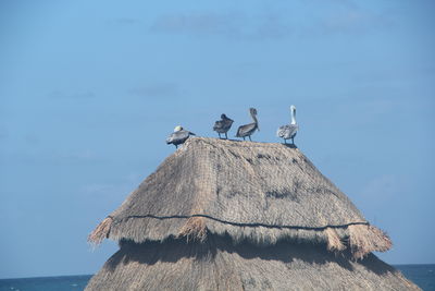 Low angle view of seagulls perching on wood against sky