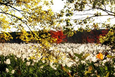 Close-up of yellow flowering plants