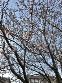 Low angle view of tree against sky