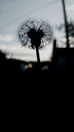 Close-up of dandelion against sky