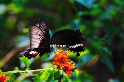 Close-up of butterfly pollinating on leaf