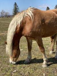 Horse grazing in field