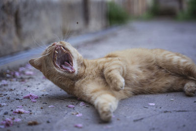 Cat lying on footpath
